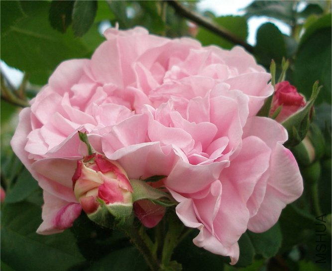 rosefantinbloomuphigh-1.jpg