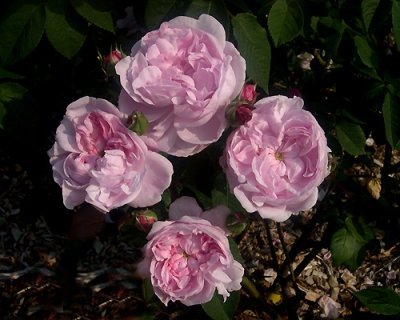 FantinLaTour23.jpg