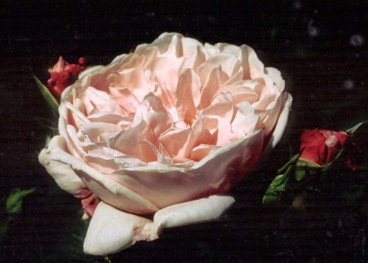 fantin latour.jpg