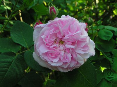t_a_more_typical_view_of_fantin_latour_with_young_buds_necklacing_the_open_bloom_164.jpg