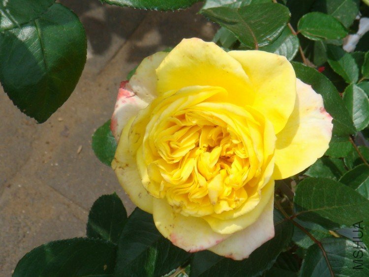 DSC04026.JPG