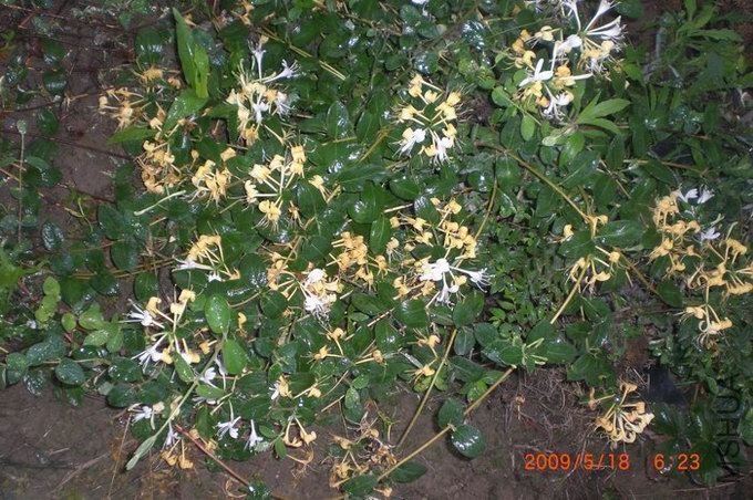 ��һ�ź����Ľ�����ͼƬ