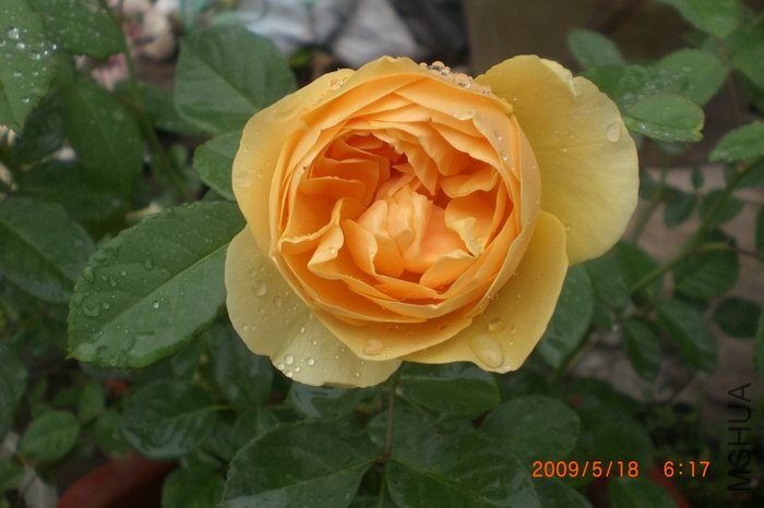 ����˹�뿪�����ֻ���������