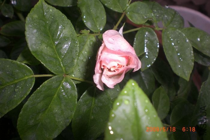 ���շ���˹��