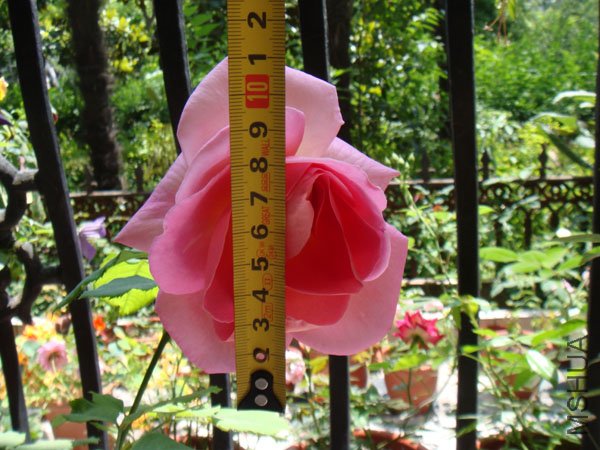 DSC02942.JPG