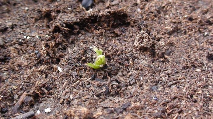 3-23��, ѿͷ�Ѿ�������һЩ.