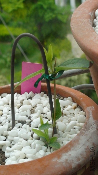 �����һ��һС����֦��, ˭֪���, ��С���۶��˸ߵ�֦���Ķ���, 5-4��, �۶ϴ��ֳ������µ�ѿͷ��.