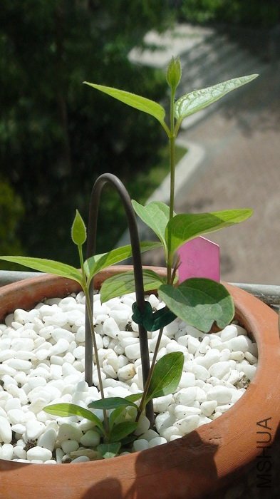 5-9��, �Ѿ���ʼ�����֦����.