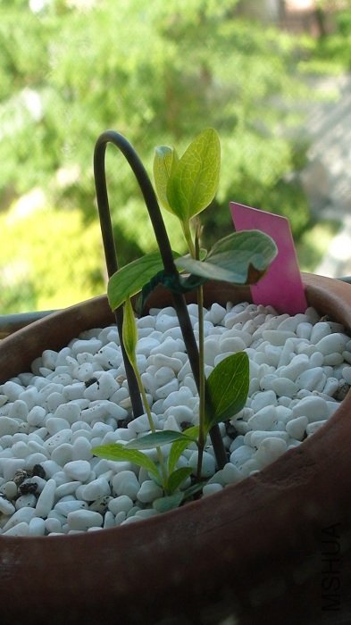 5-5��, ��һ��ǰʩ�˵�Ƿ�, ��ѿ�ܿ쳤��.