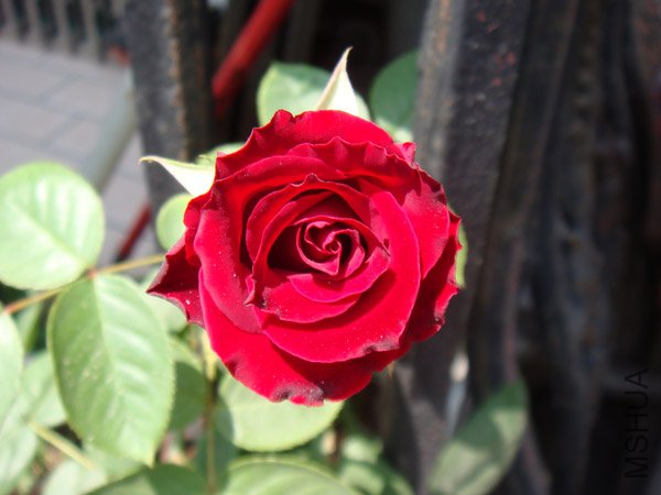 DSC02944.JPG