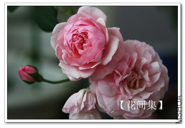 IMG_5547 ����.jpg