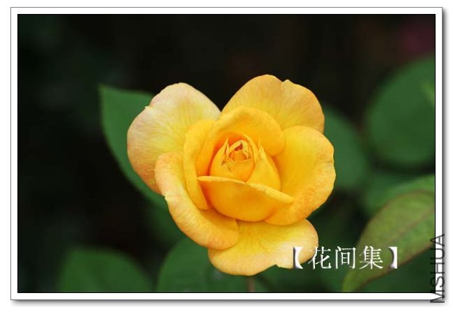 IMG_5649 ����.jpg