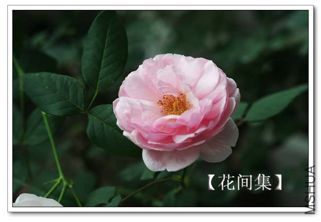 IMG_5553 ����.jpg