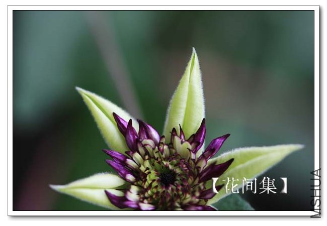 IMG_9185 ����.jpg