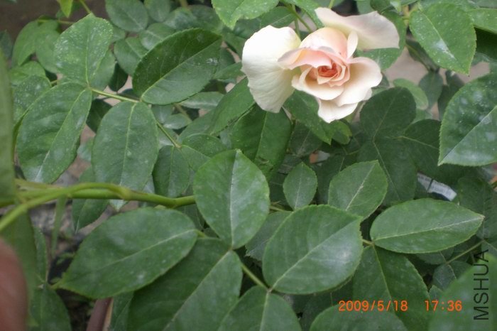 ���շ���˹�ٿ���