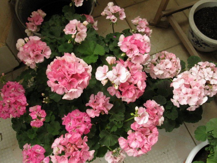 ��Ƭ 014_������С.jpg