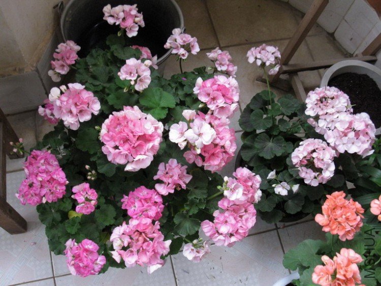 ��Ƭ 001_������С.jpg