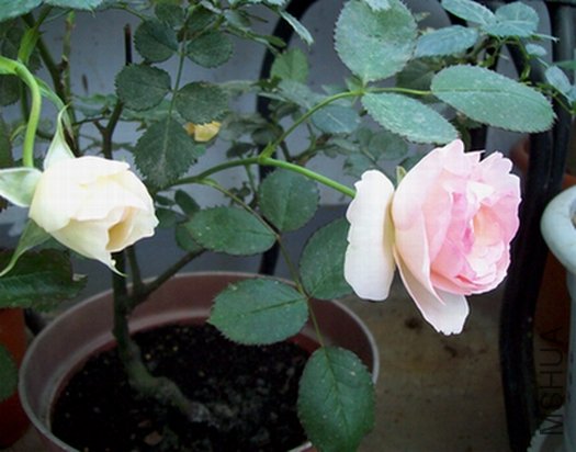 100_1286.jpg
