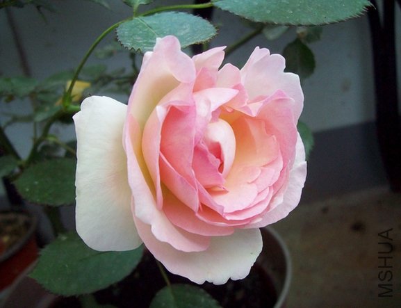 100_1287.jpg
