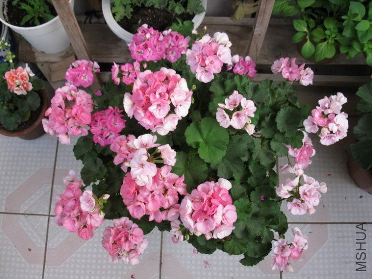 ��Ƭ 064_������С.jpg