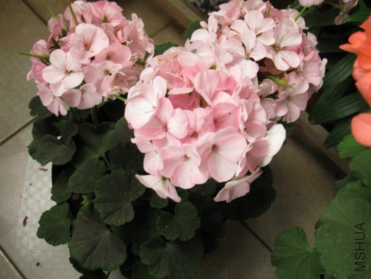 ��Ƭ 033_������С.jpg