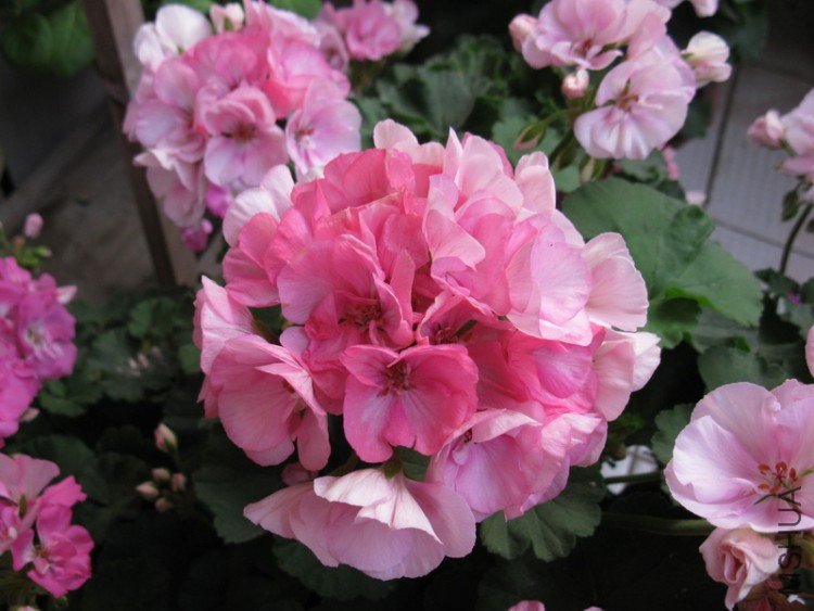 ��Ƭ 071_������С.jpg