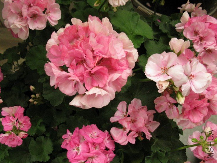 ��Ƭ 035_������С.jpg