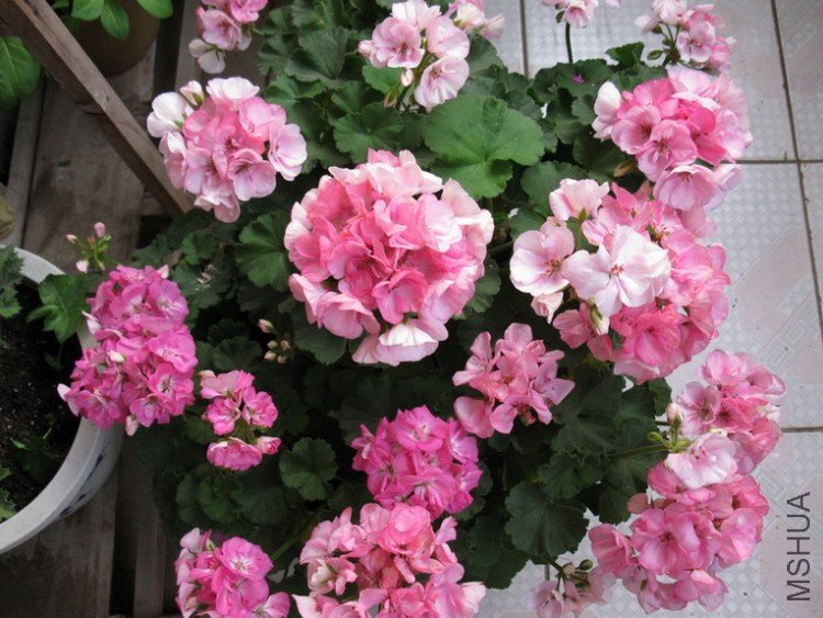 ��Ƭ 073_������С.jpg