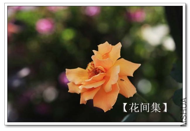 IMG_9159 ����.jpg