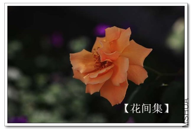 IMG_9158 ����.jpg