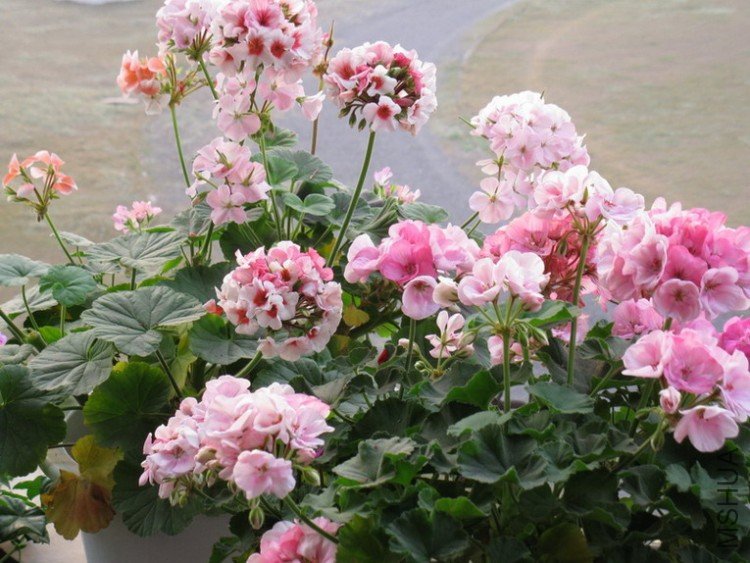 ��Ƭ 082_������С.jpg