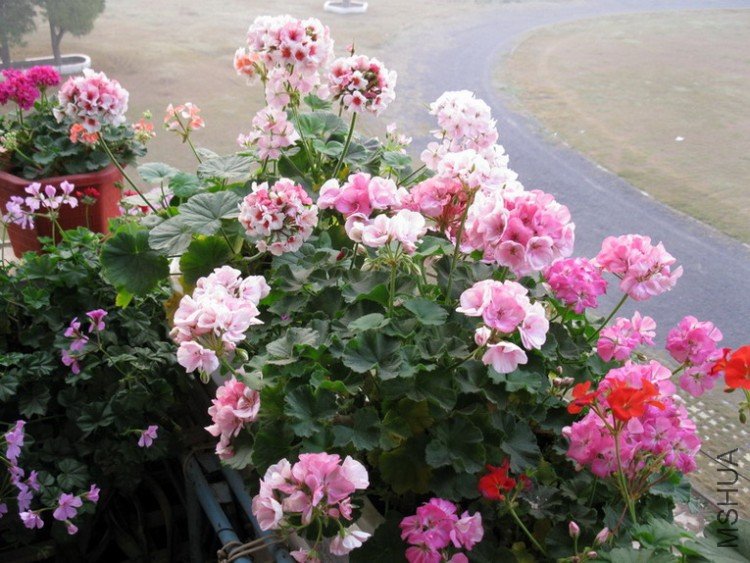 ��Ƭ 078_������С.jpg