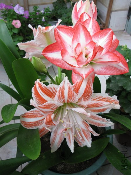 ��Ƭ 151_������С.jpg