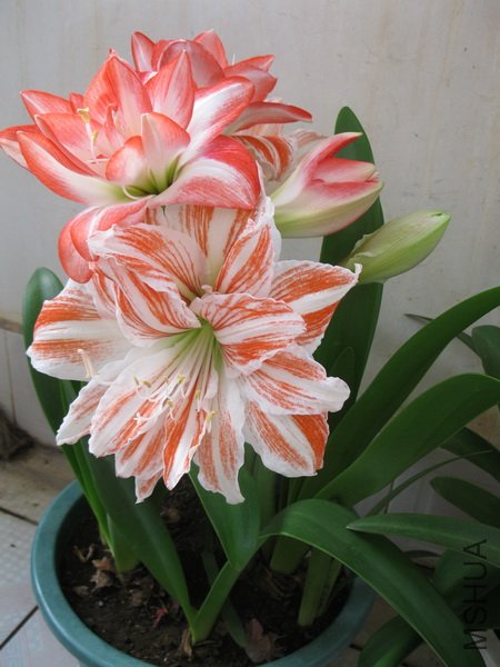 ��Ƭ 024_������С.jpg