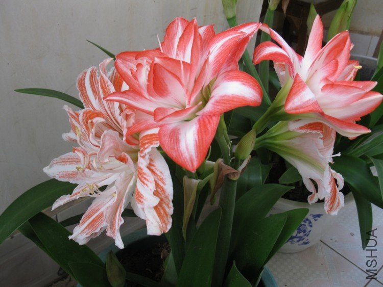 ��Ƭ 111_������С.jpg