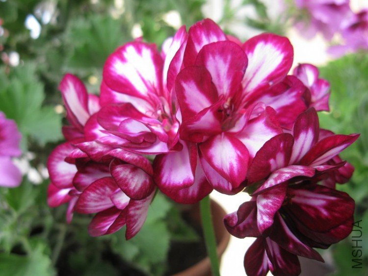 ��Ƭ 048_������С.jpg