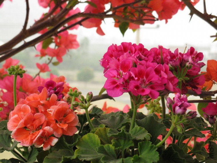 ��Ƭ 015_������С.jpg