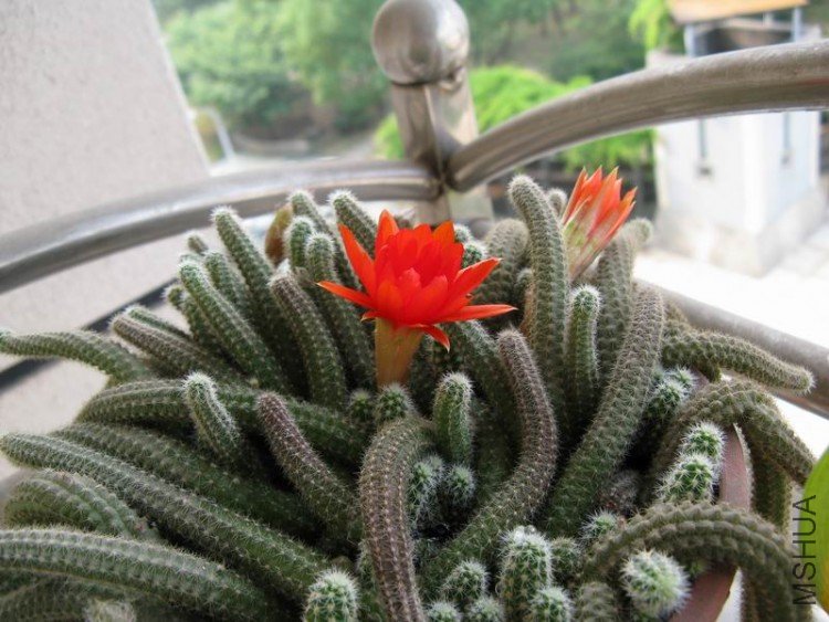 ������С ��Ƭ 003.jpg