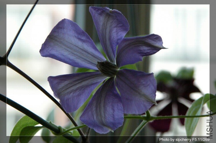 Mrs. Cholmondeley1.jpg