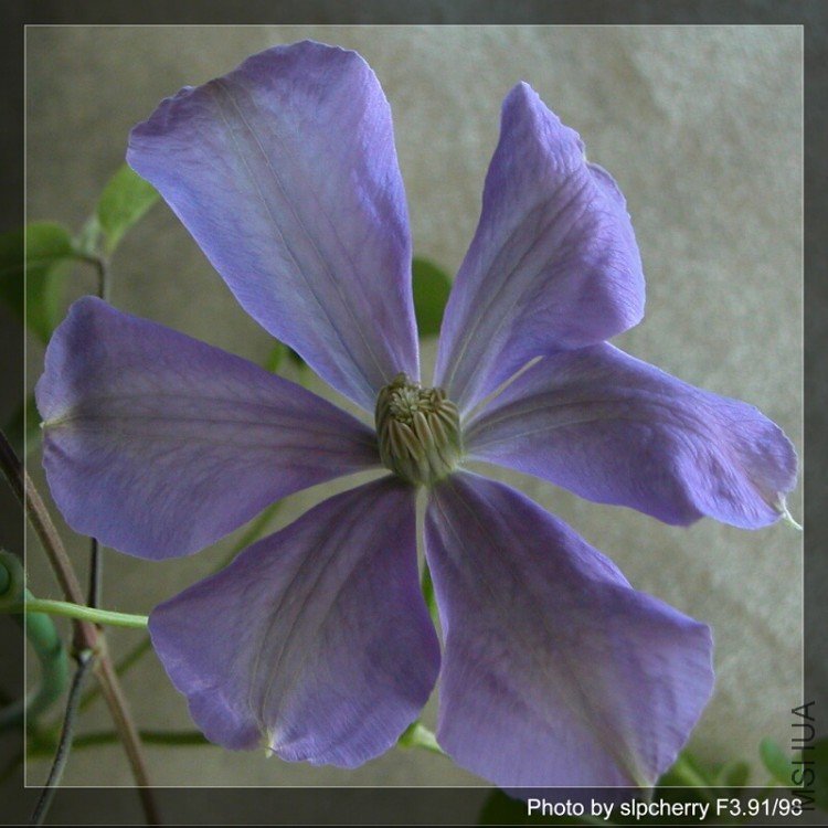 Mrs. Cholmondeley2.jpg