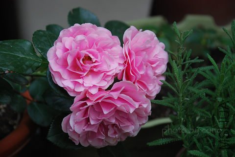 nEO_IMG_DSC_0486.jpg