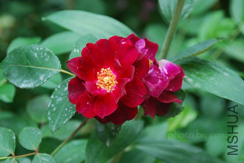 nEO_IMG_DSC_0510.jpg