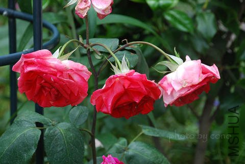 nEO_IMG_DSC_0540.jpg