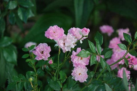 nEO_IMG_DSC_0642.jpg