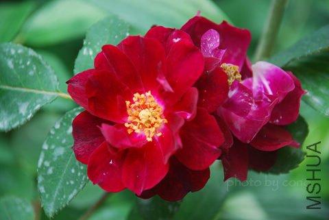 nEO_IMG_DSC_0509.jpg