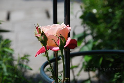 nEO_IMG_DSC_0387.jpg