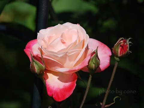 nEO_IMG_DSC_0385.jpg