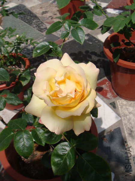 DSC02966.JPG