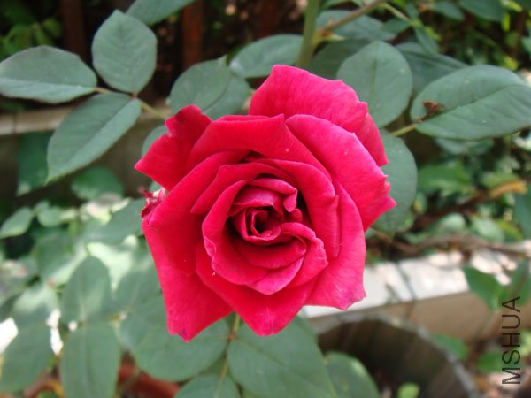 DSC02964.JPG
