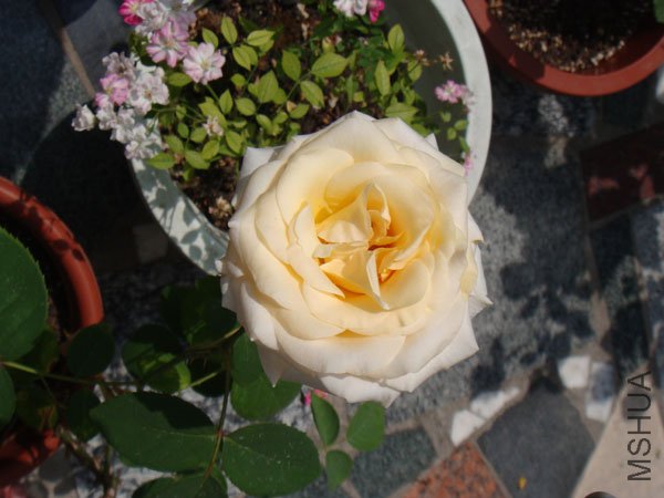 DSC02960.JPG